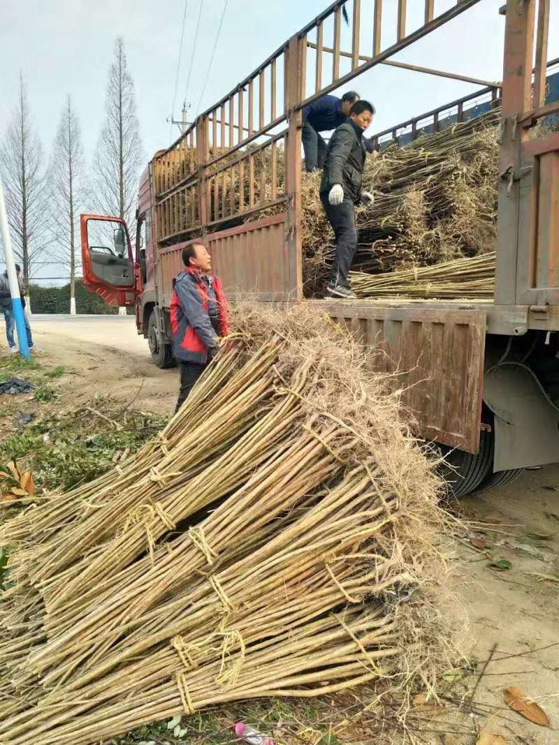 紫薇苗美国红火箭红火球天鹅绒紫叶黑钻速生紫薇小苗