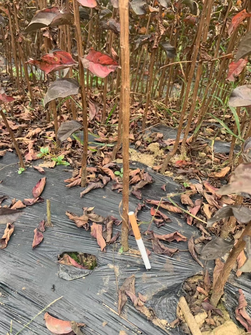 紫薇苗美国红火箭红火球天鹅绒紫叶黑钻速生紫薇小苗