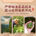 新茶金骏眉茶叶蜜香正宗红茶金俊眉125g//250g罐装