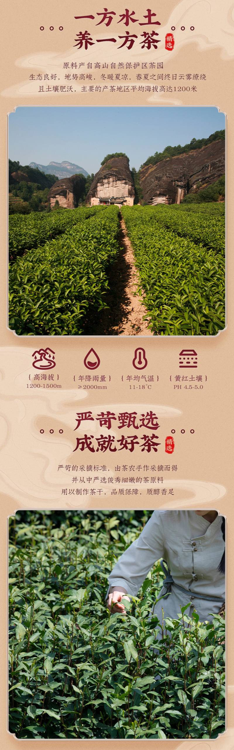 新茶金骏眉茶叶蜜香正宗红茶金俊眉125g//250g罐装