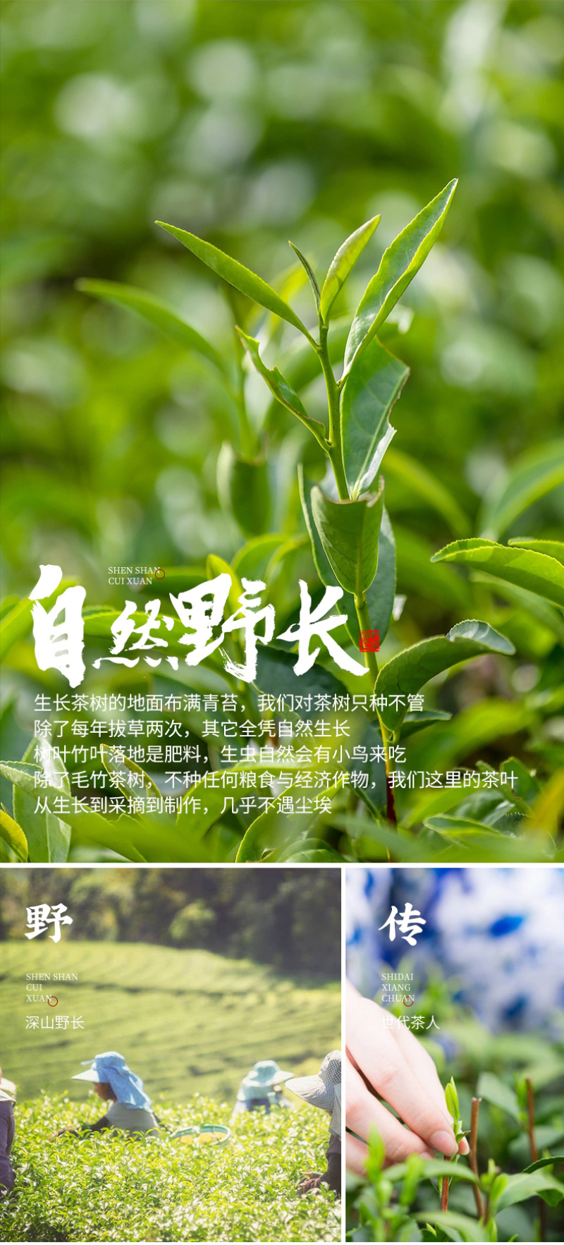 武夷山桐木关正山小种正宗蜜香金骏眉红茶新茶茶叶500g