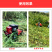 自走式汽油剪草机柴油割草机开荒小型收割机苜蓿果园农田
