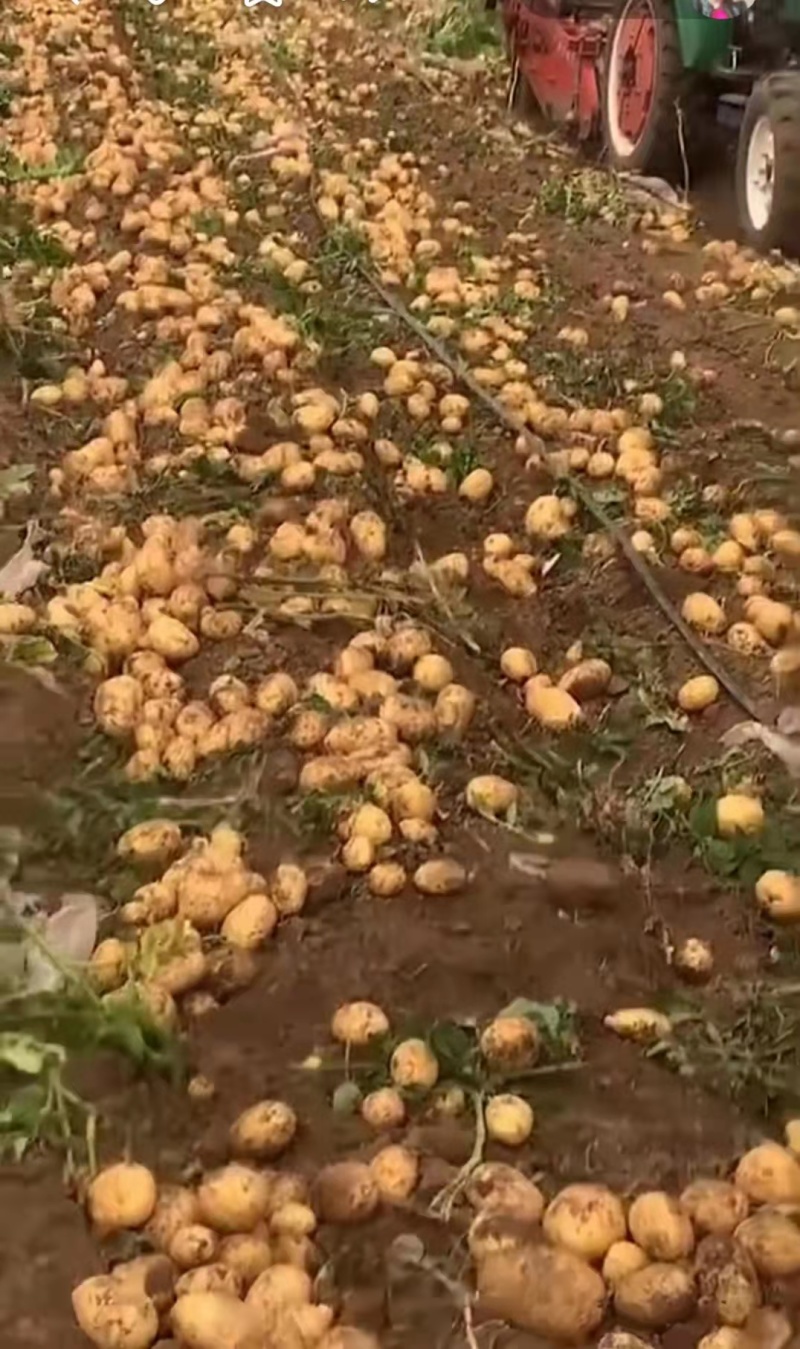 希森土豆大量现货现采现发价格便宜