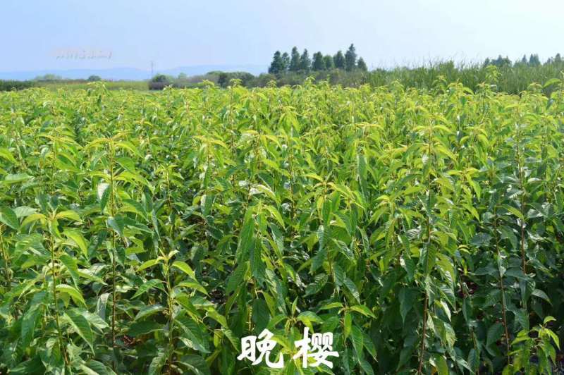 樱花苗早樱染井吉野晚樱关山垂枝樱速生樱花小苗