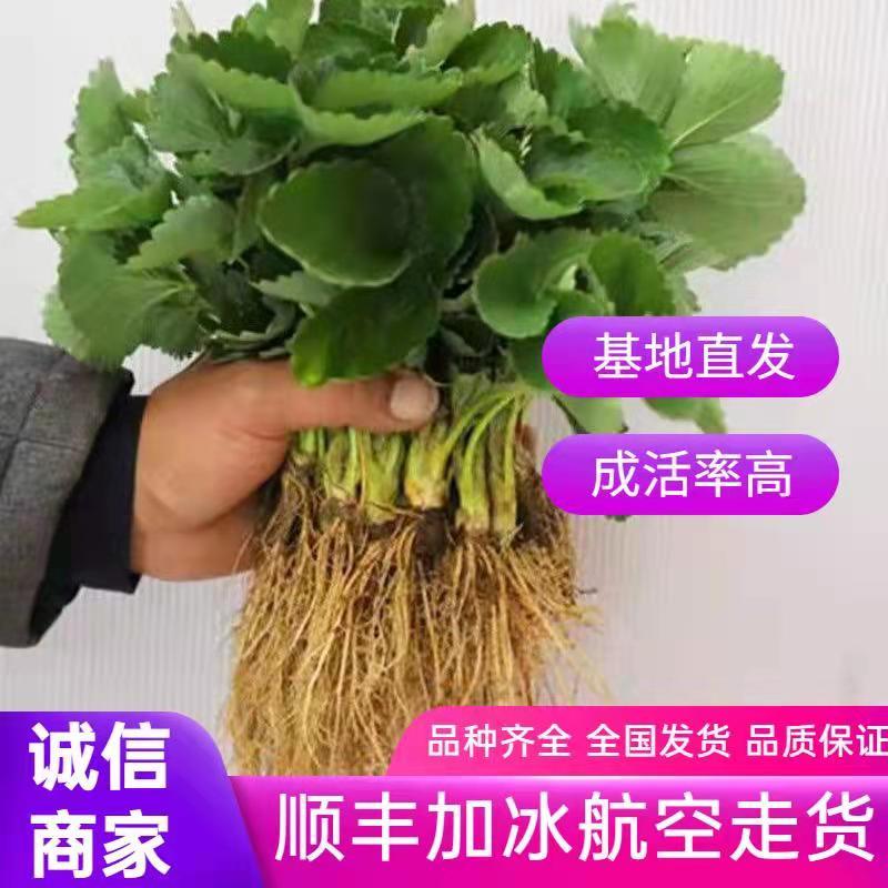 妙香七号脱毒草莓苗，品种优良，成活率高，产量高，