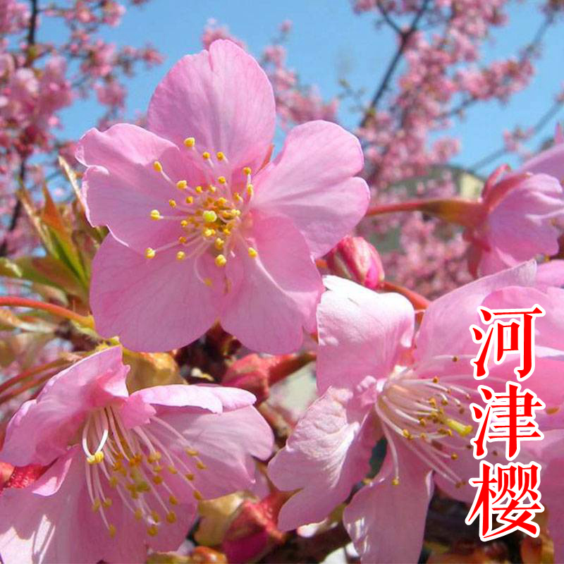红粉佳人垂枝阳光香水樱河津郁金京红早樱牡丹台湾山樱花苗