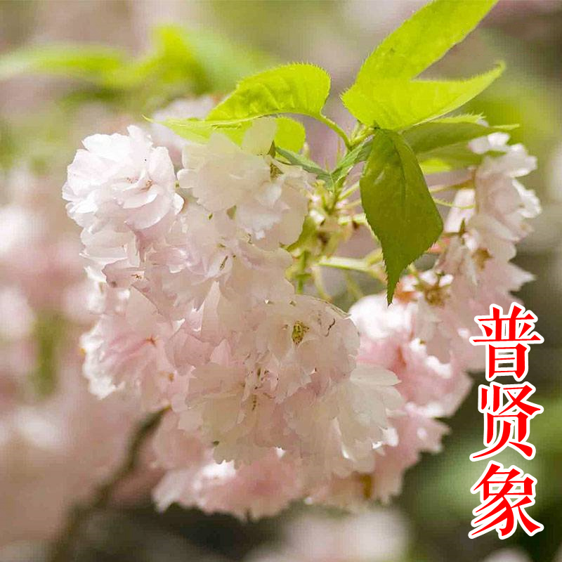 红粉佳人垂枝阳光香水樱河津郁金京红早樱牡丹台湾山樱花苗