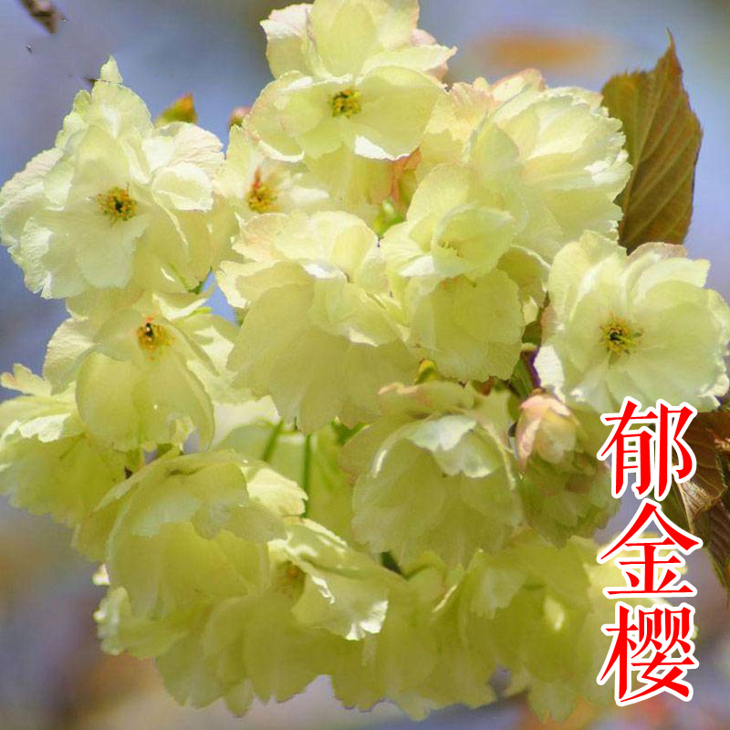 红粉佳人垂枝阳光香水樱河津郁金京红早樱牡丹台湾山樱花苗