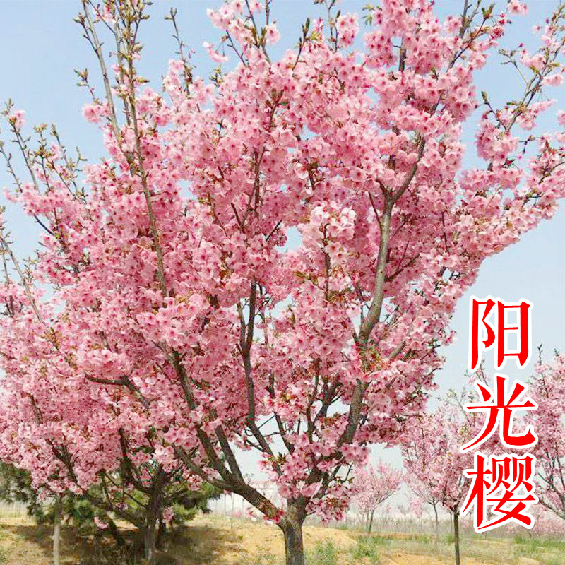 红粉佳人垂枝阳光香水樱河津郁金京红早樱牡丹台湾山樱花苗