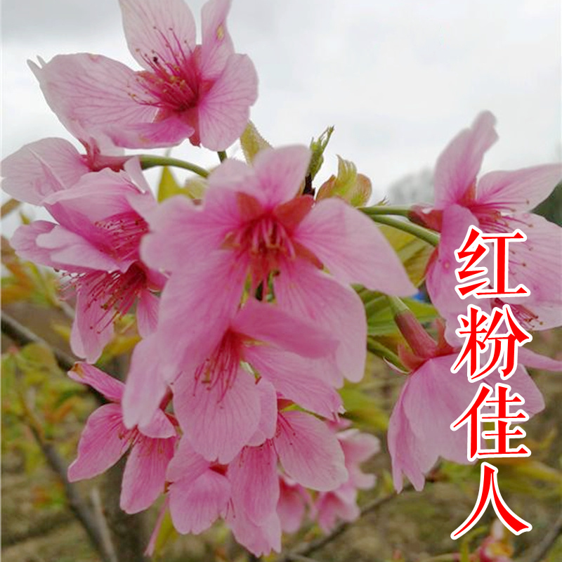 红粉佳人垂枝阳光香水樱河津郁金京红早樱牡丹台湾山樱花苗