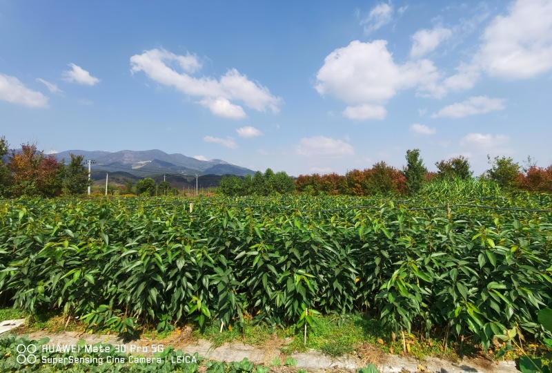 红粉佳人垂枝阳光香水樱河津郁金京红早樱牡丹台湾山樱花苗