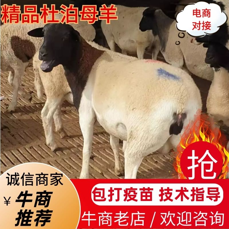 山东精品黑头杜泊怀孕母羊全国包邮包打疫苗量大从优