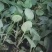 【西兰花苗】山东西兰花苗大量上市苗圃直供质量保证欢迎采购