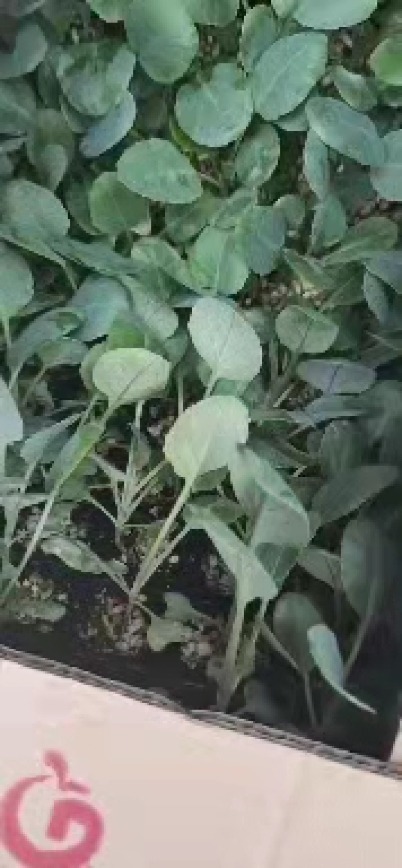 【西兰花苗】山东西兰花苗大量上市苗圃直供质量保证欢迎采购