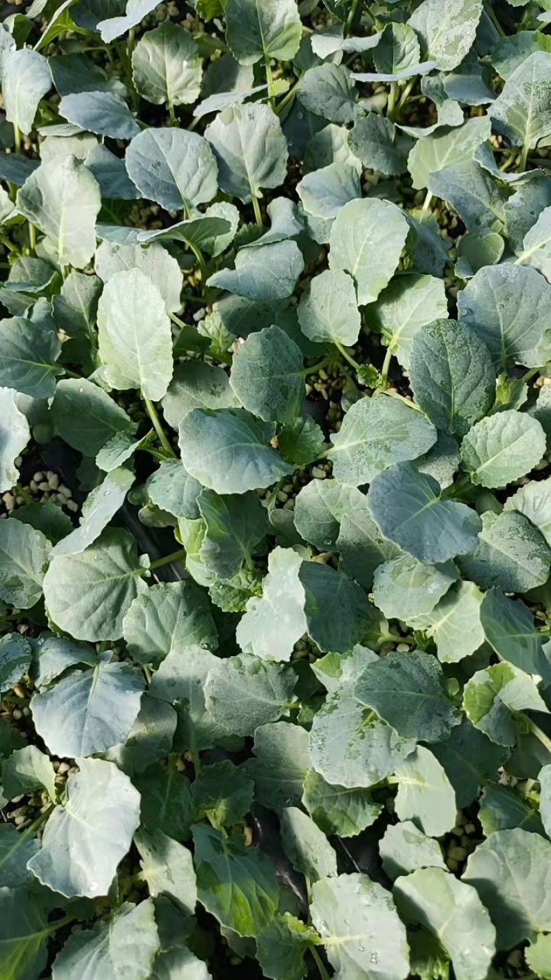 【西兰花苗】山东西兰花苗大量上市苗圃直供质量保证欢迎采购