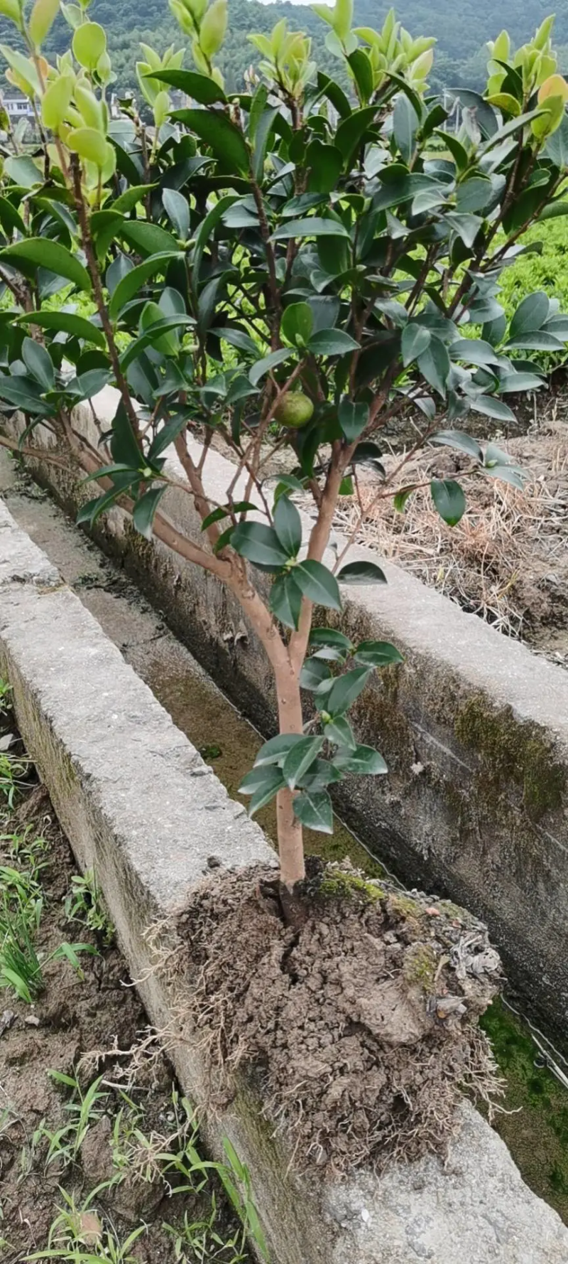 茶梅量大从优，可视频看货，基地直发，诚信经营