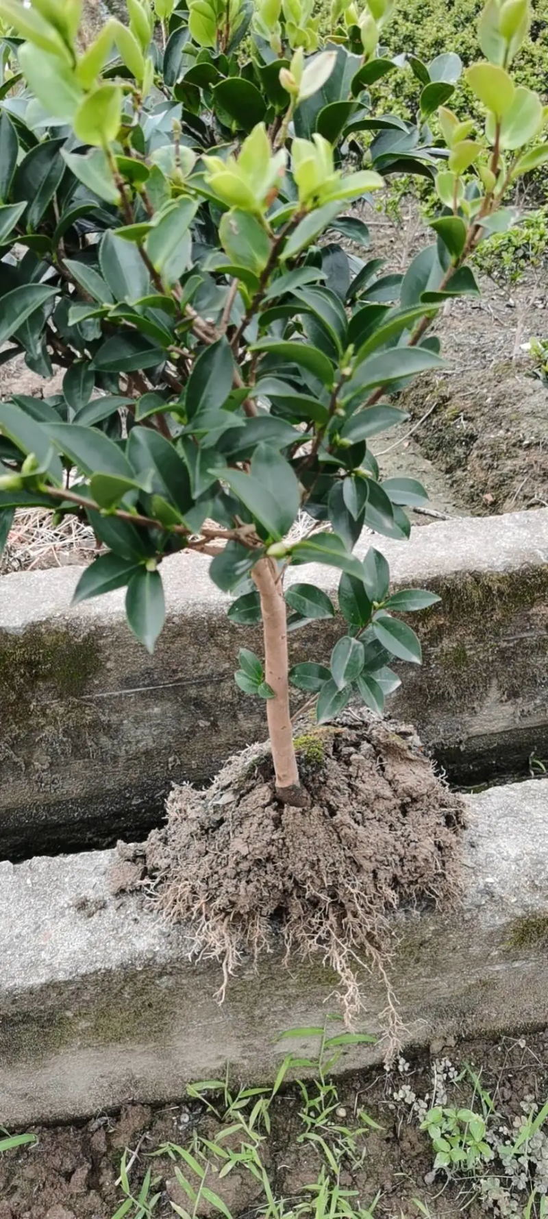 茶梅量大从优，可视频看货，基地直发，诚信经营