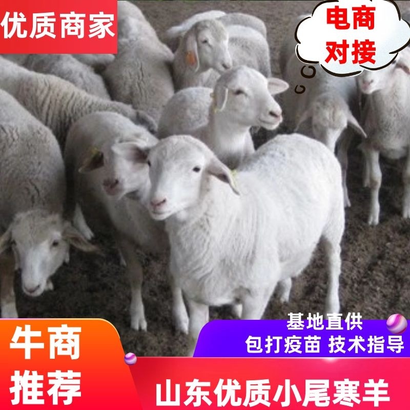 山东优质小尾寒羊种羊基地直供全国包邮技术指导