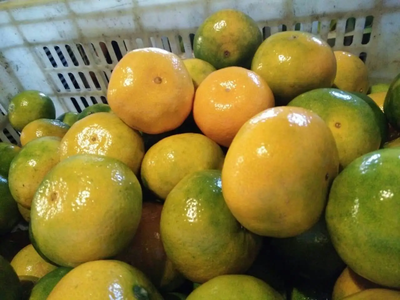 【畅销榜】蜜橘🍊湖北蜜橘成熟蜜桔皮薄味甜货源充足