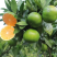 【畅销榜】蜜橘🍊湖北蜜橘成熟蜜桔皮薄味甜货源充足