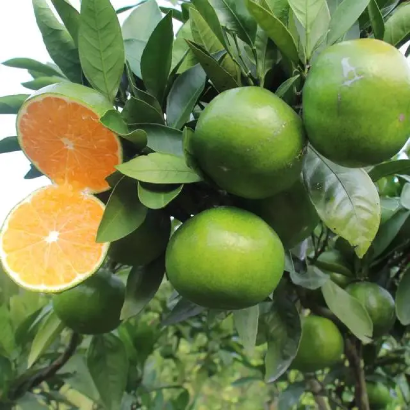 【畅销榜】蜜橘🍊湖北蜜橘成熟蜜桔皮薄味甜货源充足