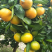 【畅销榜】蜜橘🍊湖北蜜橘成熟蜜桔皮薄味甜货源充足