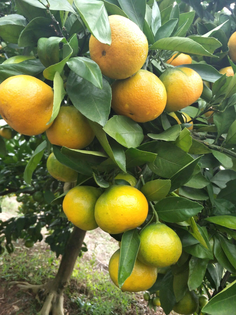 【畅销榜】蜜橘🍊湖北蜜橘成熟蜜桔皮薄味甜货源充足