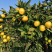 【畅销榜】蜜橘🍊湖北蜜橘成熟蜜桔皮薄味甜货源充足