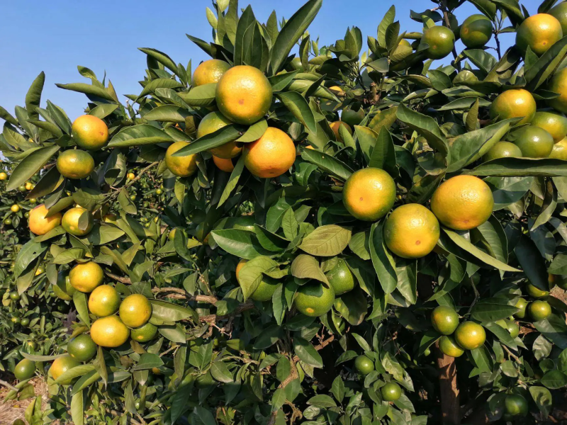【畅销榜】蜜橘🍊湖北蜜橘成熟蜜桔皮薄味甜货源充足
