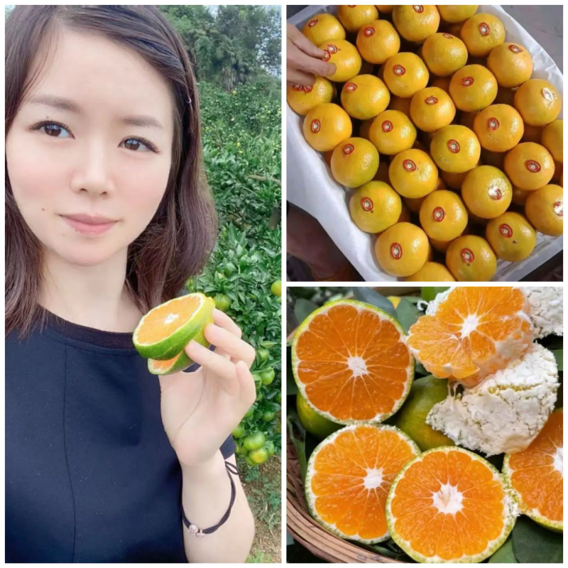 蜜桔甜蜜多汁皮薄化渣，现摘现卖，美味可口，产地直发