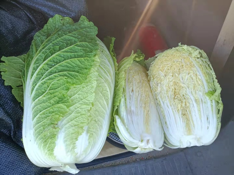 吉林黄心白菜大量上市基地直供诚信经营欢迎采购