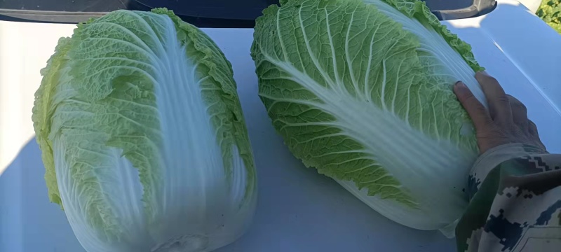 吉林黄心白菜大量上市基地直供诚信经营欢迎采购