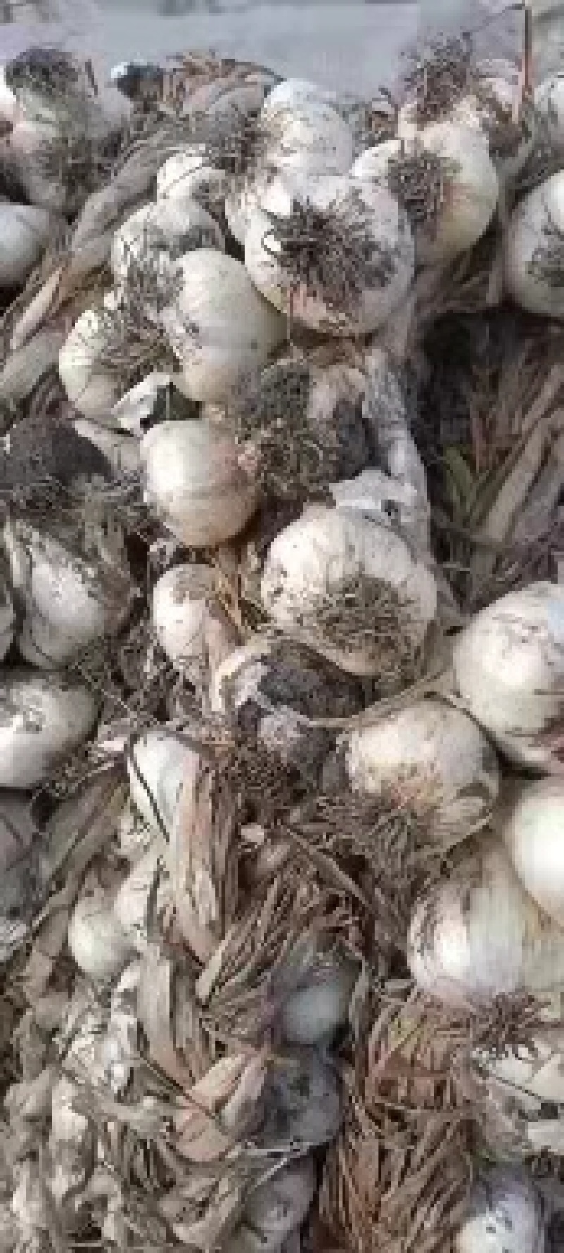 精品白皮蒜吉林火爆上市产地直供销往全国欢迎采购