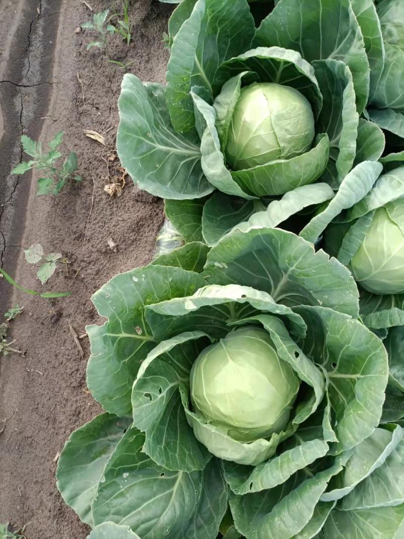 甘蓝圆包菜吉林自产自销诚信经营有意者可电话联系