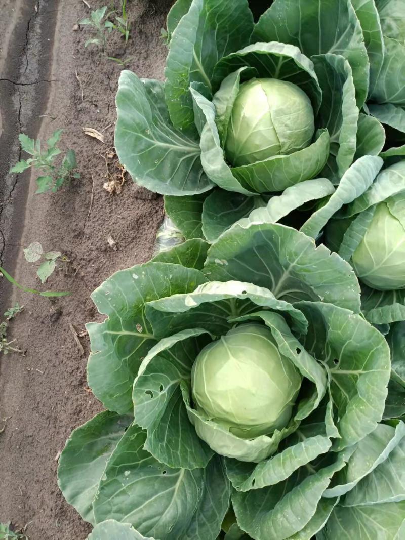 甘蓝圆包菜吉林自产自销诚信经营有意者可电话联系
