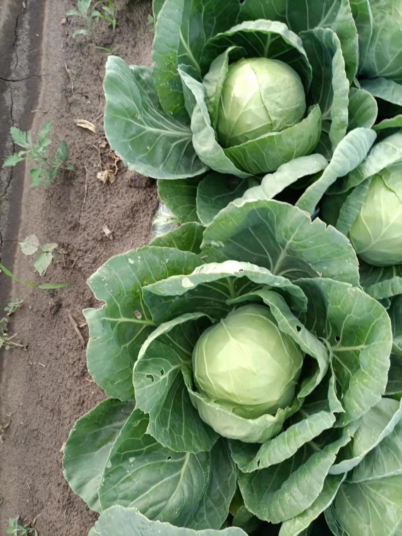 甘蓝圆包菜吉林自产自销诚信经营有意者可电话联系