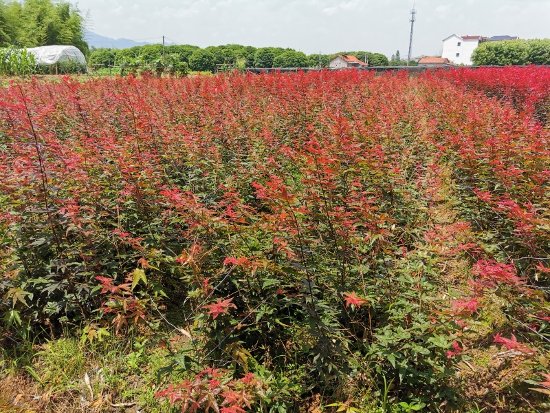 红枫苗日本红枫红舞姬三季红常年红中国红枫小苗