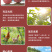 江西赣南寻乌百香果基地直发大量供应，可实地考察货源
