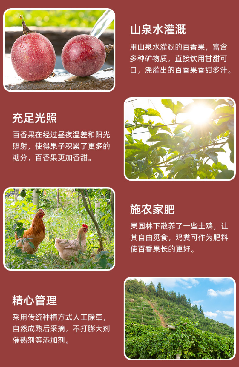 江西赣南寻乌百香果基地直发大量供应，可实地考察货源