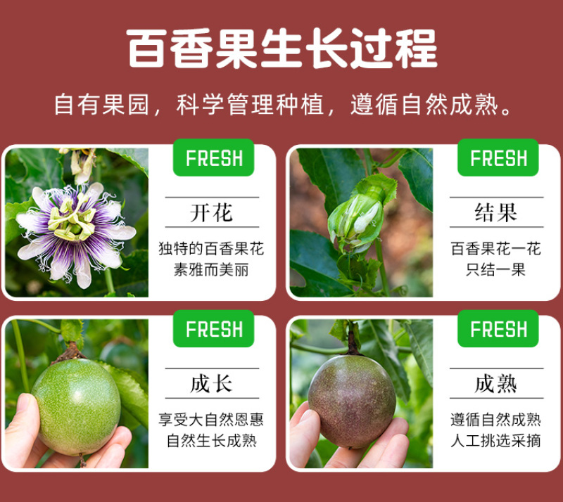 江西赣南寻乌百香果基地直发大量供应，可实地考察货源