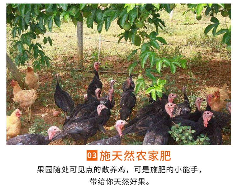 海南钦蜜9号黄金百香果新鲜采摘超甜一件代发3/5斤装