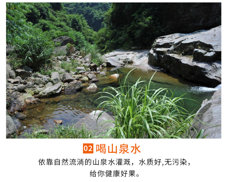 海南钦蜜9号黄金百香果5斤装一件代发，新鲜采摘，坏果包赔