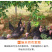 海南钦蜜9号黄金百香果5斤装一件代发，新鲜采摘，坏果包赔