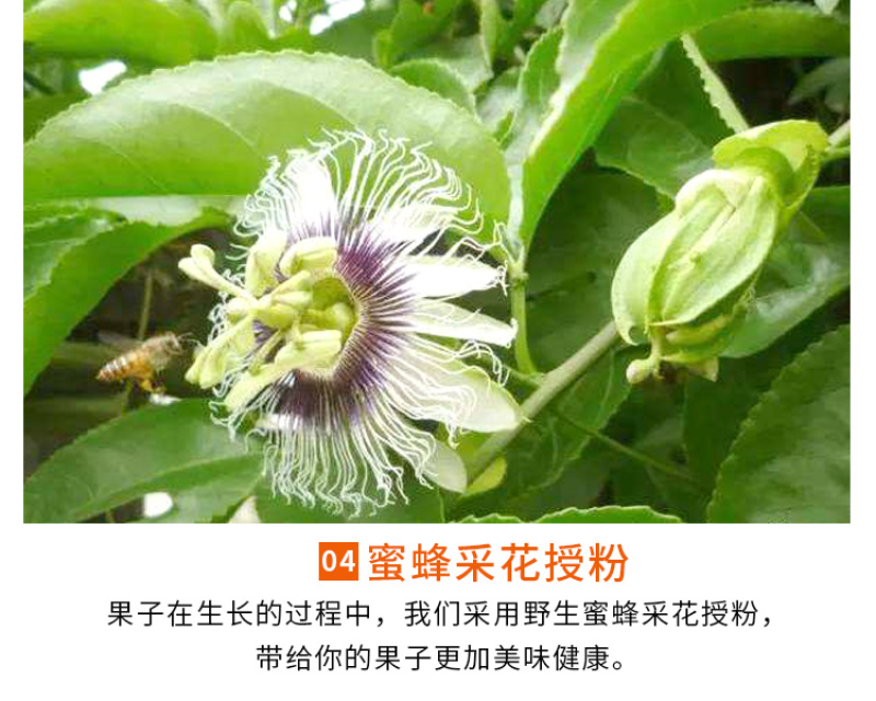 海南钦蜜9号黄金百香果5斤装一件代发，新鲜采摘，坏果包赔