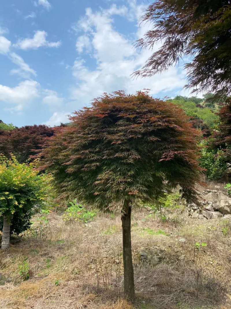羽毛枫树苗青龙五色枝垂外山稻叶加贺廉龙爪红羽毛枫小苗