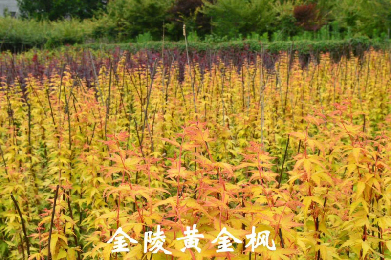 黄金枫树苗袖锦珊瑚阁金线赤枫流泉金贵黄金枫小苗