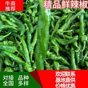 陕西大荔精品陇椒上市中基地直供品种齐全价格优惠