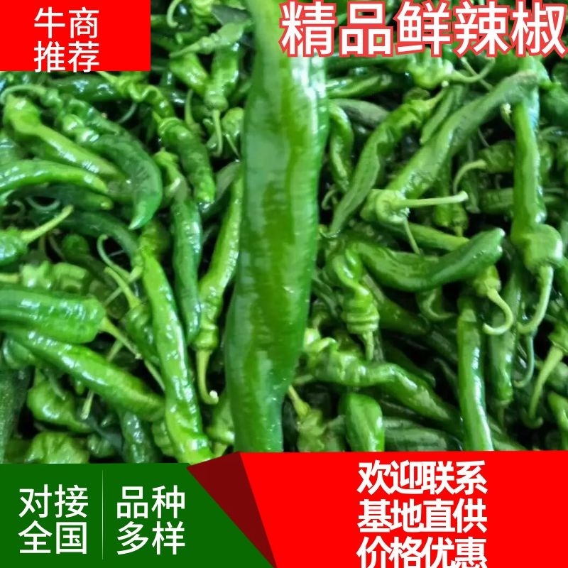 陕西大荔精品陇椒上市中基地直供品种齐全价格优惠