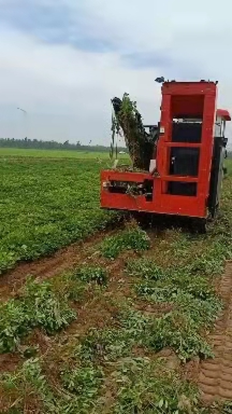 珍珠花生精选鲜花生小日本花生产地直发大量供应