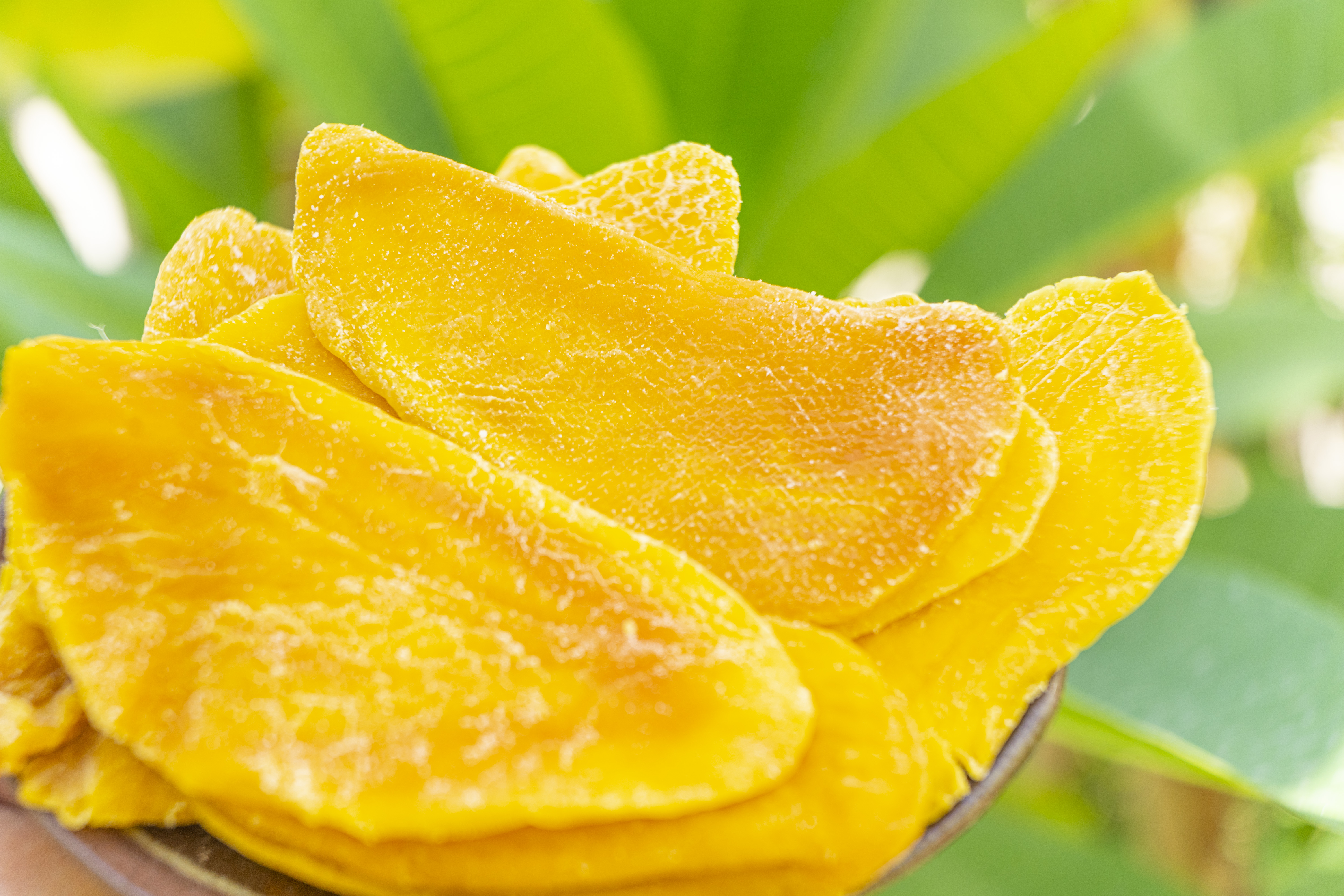 二型糖尿病患者食用芒果前后血糖变化示意图